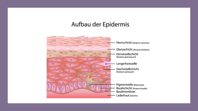 Aufbau der menschlichen Haut © bilderzwerg - stock.adobe.com