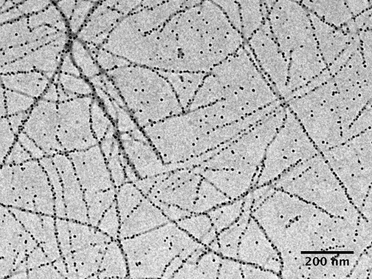 Abb.: Essbare Molkeprotein-Nanofasern. Sie binden auf ihrer Oberfläche...