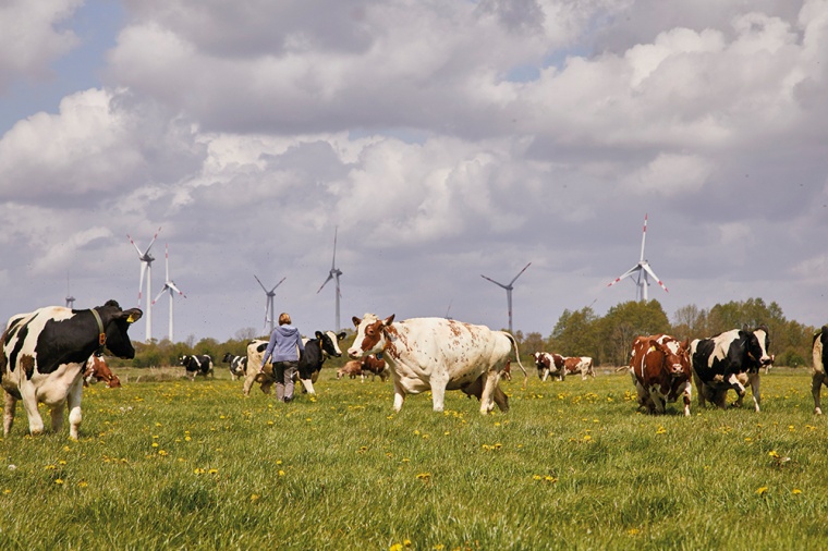 Abb.: Weidegang auf einem Arla Hof in Schleswig-Holstein. | © Carlos...