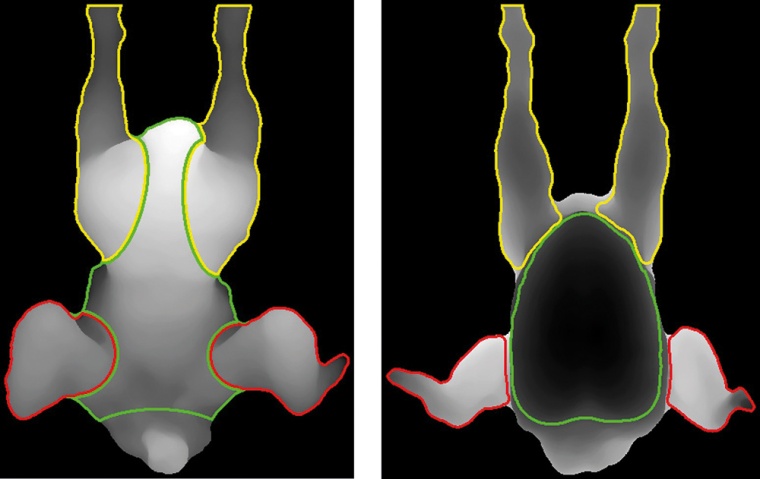 Abb. 2: Hochauflösende 3D-Aufnahmen der Vor- und Rückseite jedes Huhns...